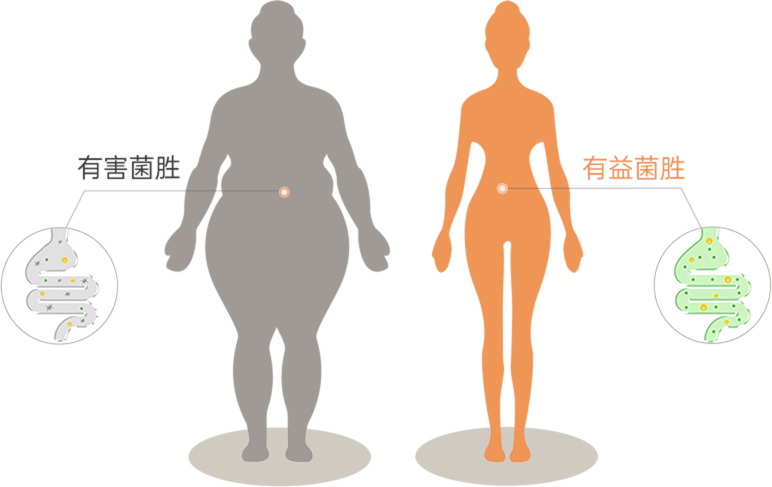 肠道菌群对比示意图